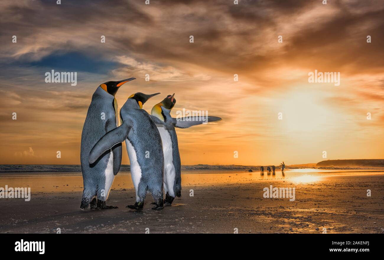 King penguins (Aptenodytes patagonicus) at sunrise. Two males and a female, with the males fighting for the attention of the female. Falklands Islands. 2018 Wildlife Photographer of the Year LUMIX People's Choice Award, Highly Commended Stock Photo