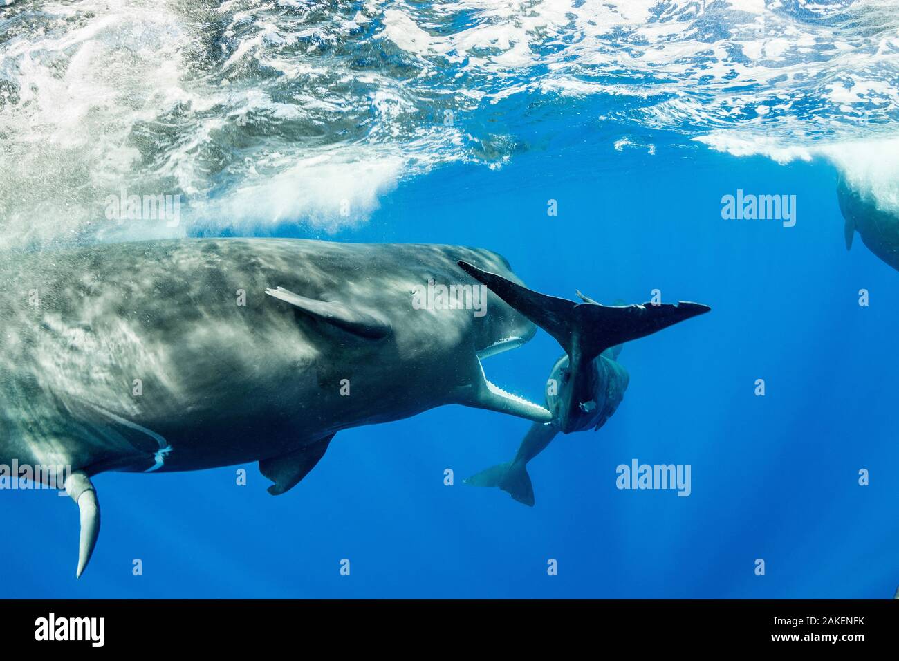 Sperm whale (Physeter macrocephalus) young male trying to copulate with a female. The calf of the female was in the way so the male is trying to chase it away. Dominica. Stock Photo