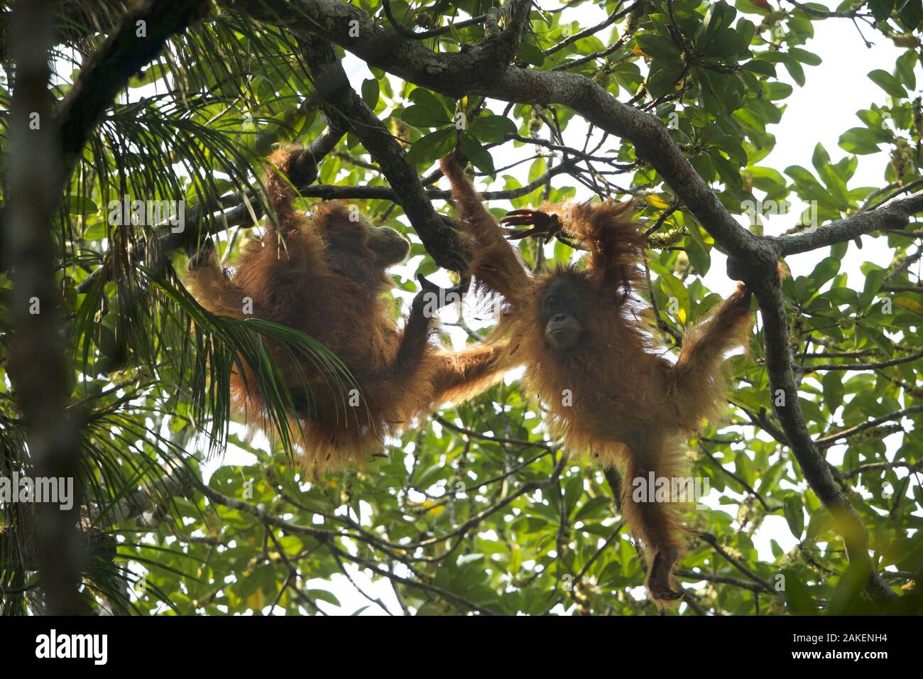 Tapanuli Orangutan (Pongo tapanuliensis) Beti, juvenile female approximate age 6 years, playing with mother, Beta, Batang Toru Forest,Sumatran Orangutan Conservation Project, North Sumatran Province, Indonesia. Stock Photo