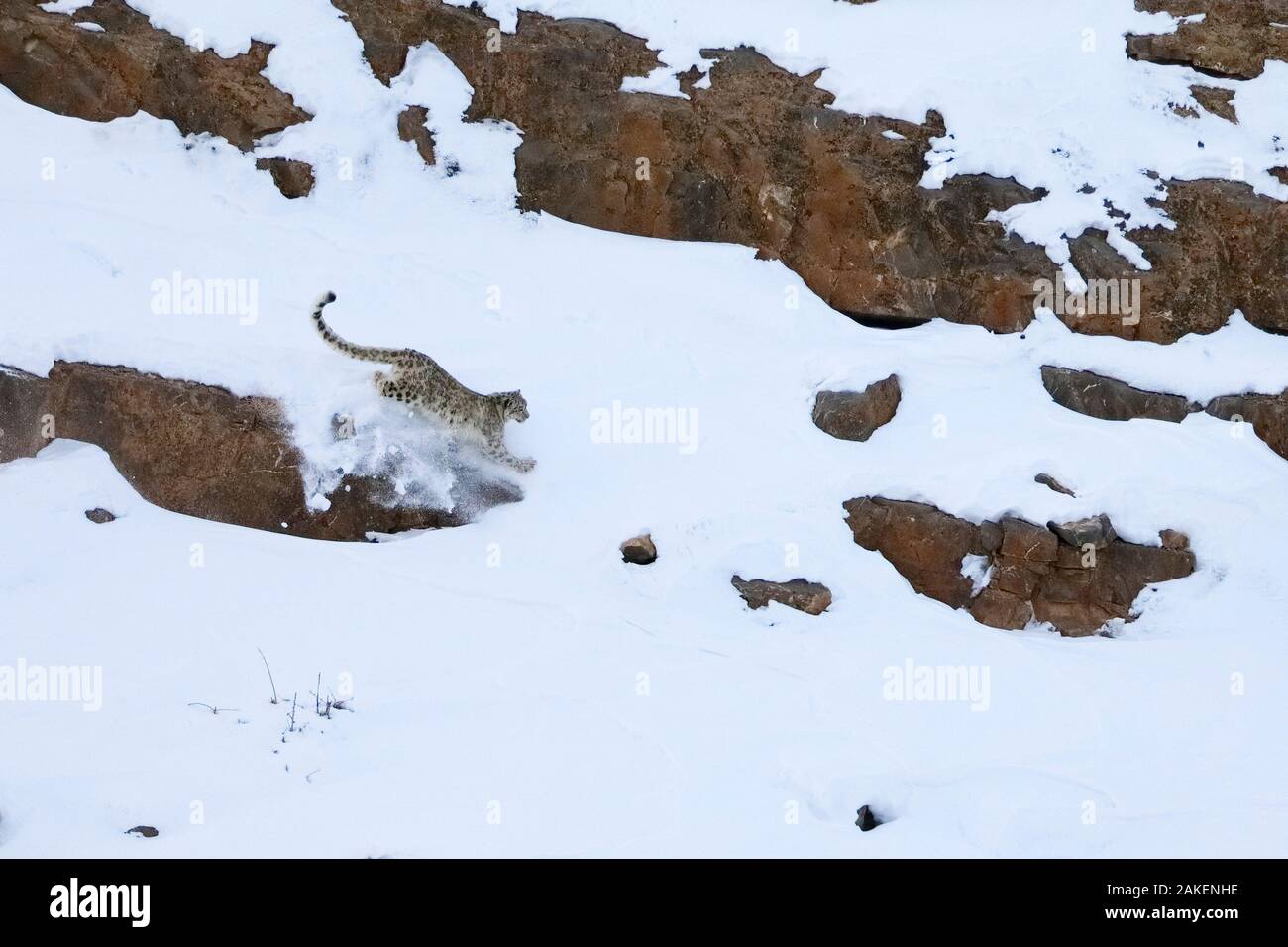 Snow leopard (Panthera uncia) male running hunting Himalayan ibex on