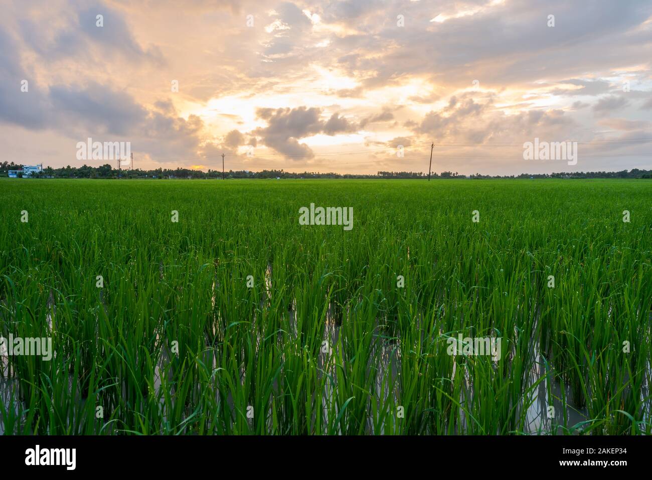 Sunrise over rice paddy on cloudy day in South India Stock Photo - Alamy