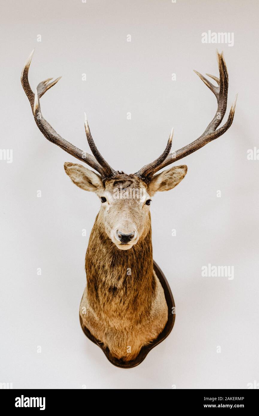 Red Deer Hirsch an Wand als Trophäe Stock Photo