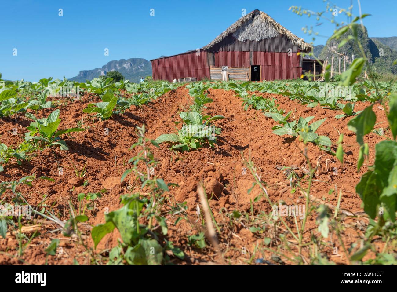 A farm shed with green bean plants in Vinales Valley, Cuba Stock Photo