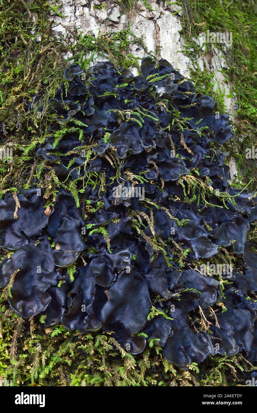 Jelly Lichen (Collema subflaccidum). Called Tree Jelly also. Stock Photo