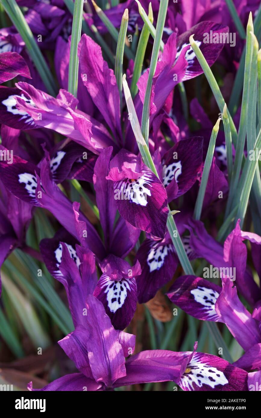 Pauline Dwarf Iris (Iris ‘Pauline’). Hybrid between Iris reticulata and Iris histrioides. Stock Photo