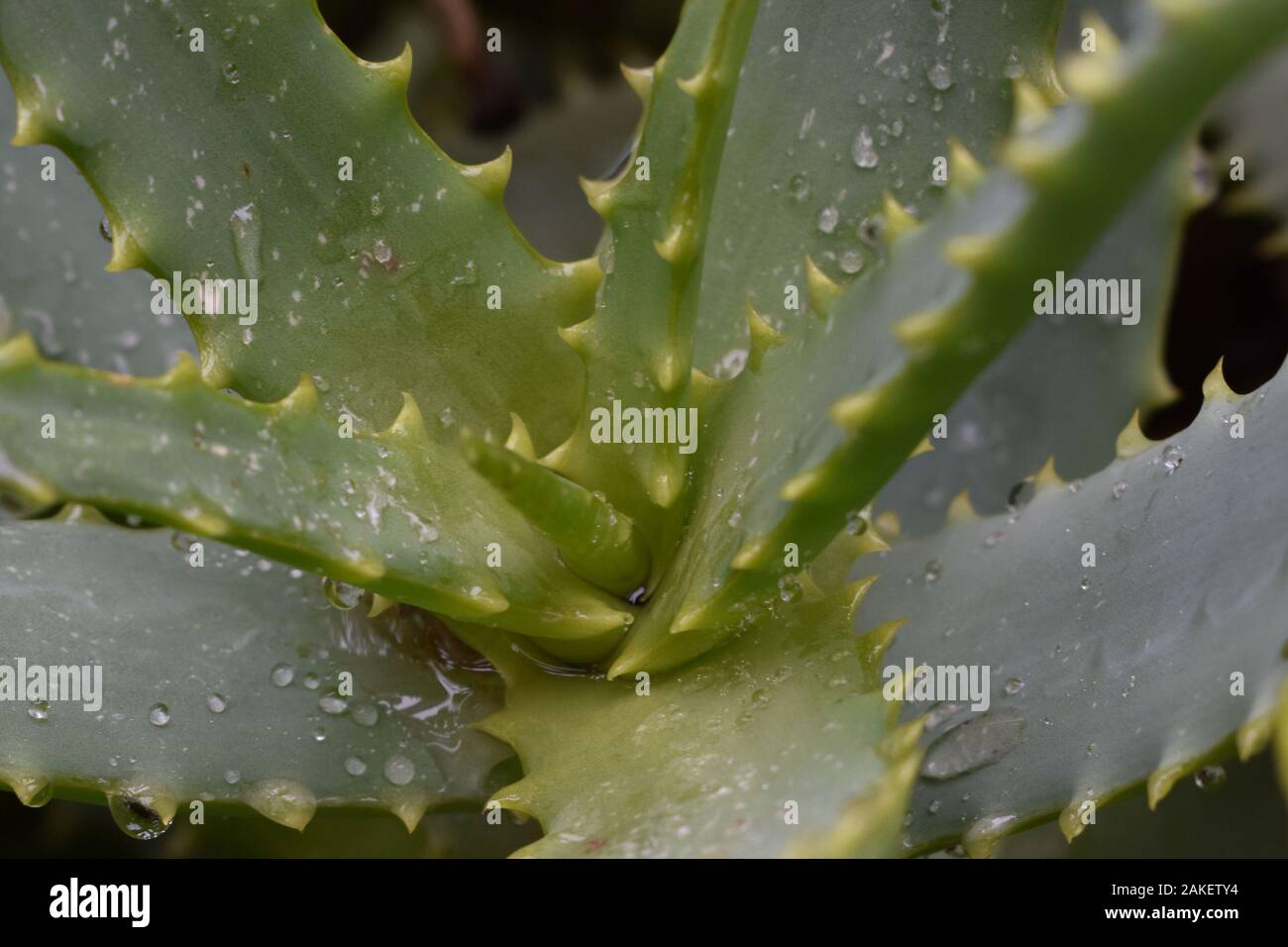 Wet Aloe Vera Close-Up at Angle Stock Photo
