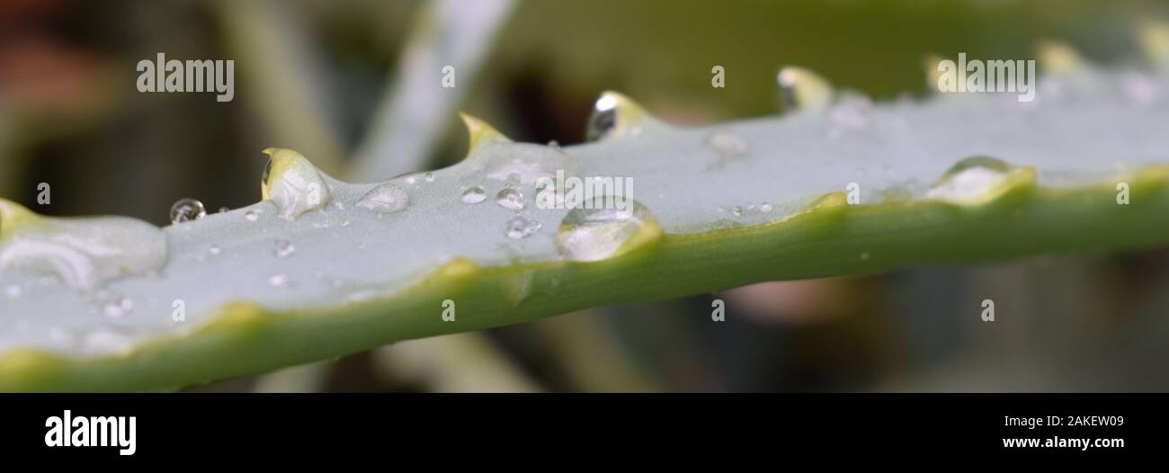 Wet Aloe Vera Leaf Stock Photo