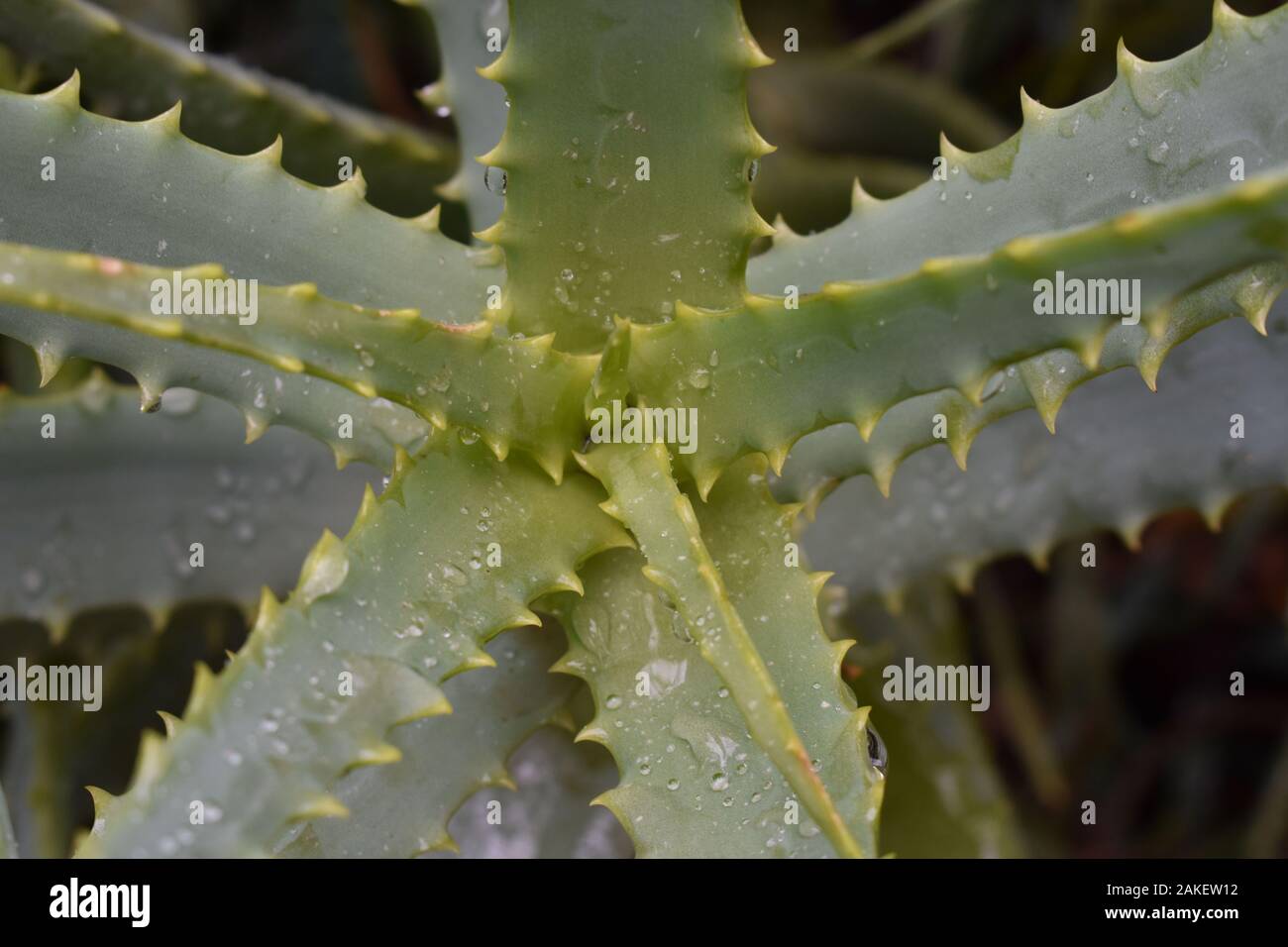 Wet Aloe Vera Plant from the Top Stock Photo