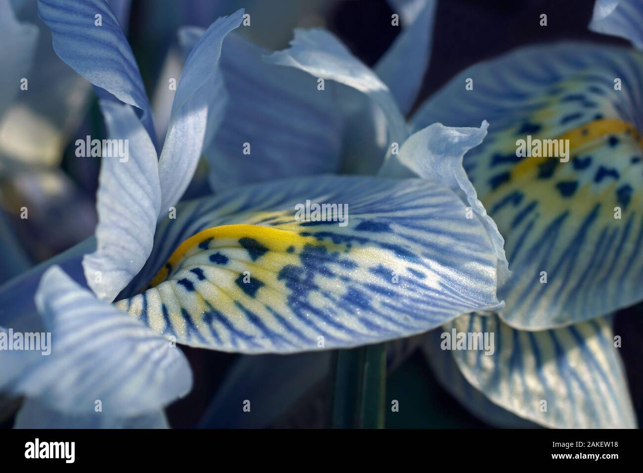 Katharine Hodgkin Dwarf Iris (Iris ‘Katharine Hodgkin’). Called Orchid iris also. Hybrid between Iris histrioides and Iris winogradowii. Stock Photo