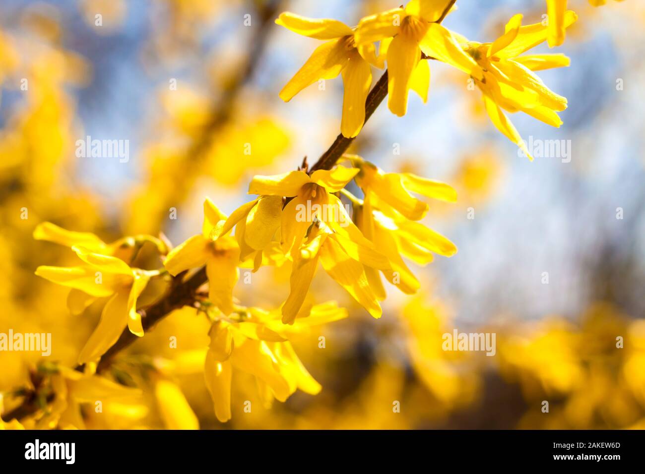 Branch of flowering Forsythia closeup on blue sky background Stock Photo