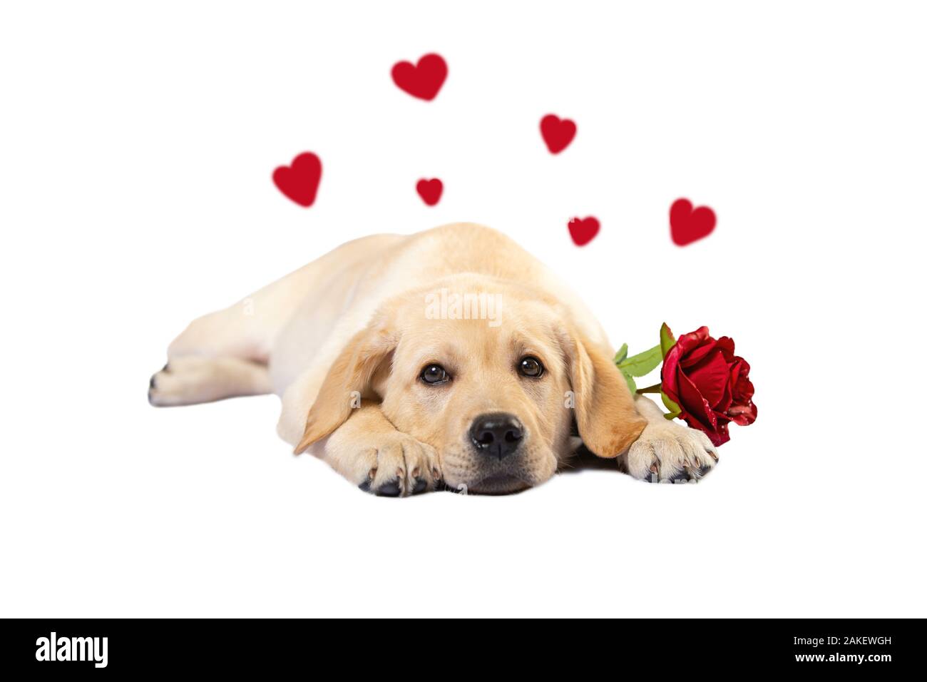 Cute labrador dog with red rose isolated on white background. puppy in love  Stock Photo - Alamy