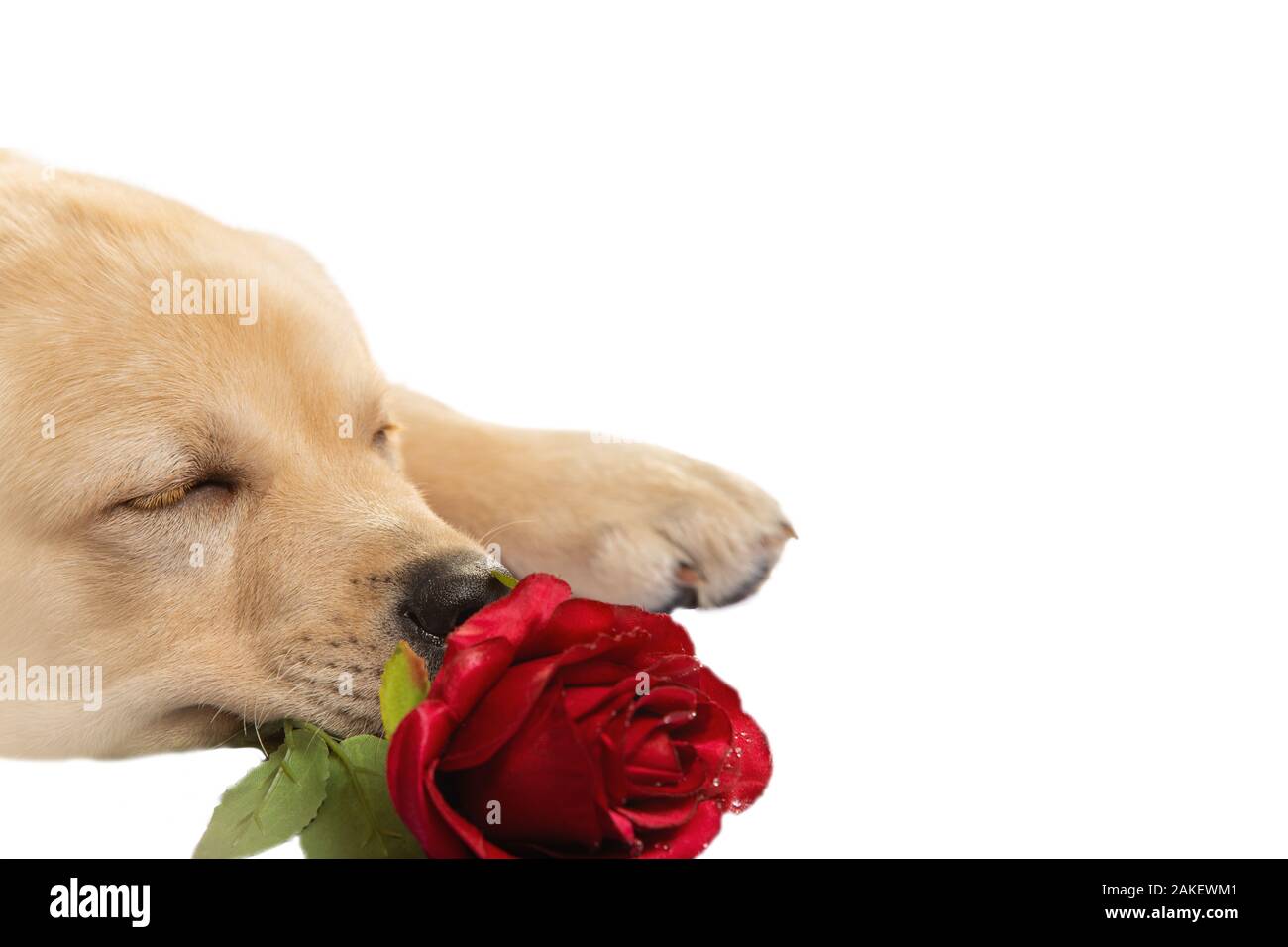 Dog with red rose, isolated on white Stock Photo - Alamy