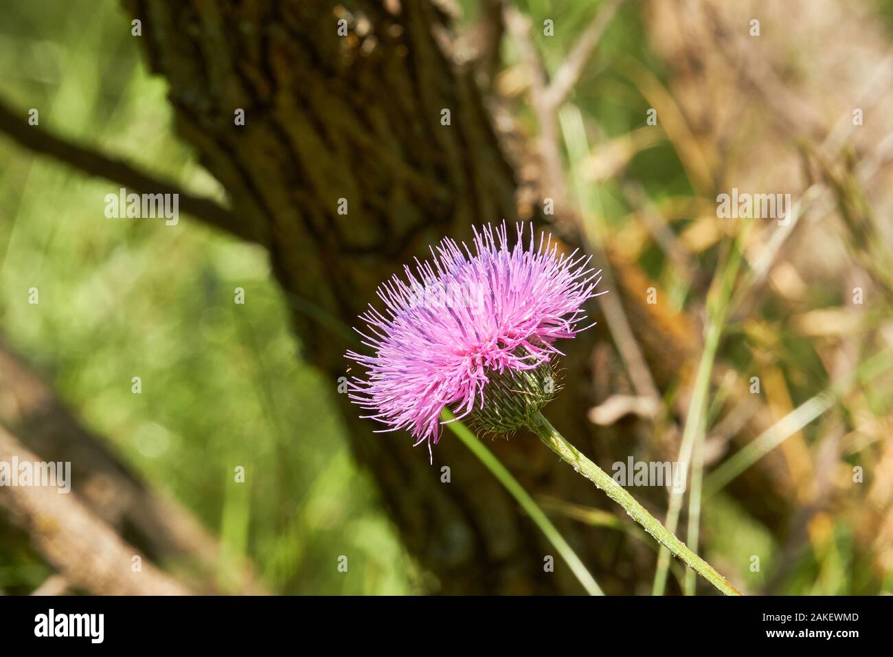 Close up macro of Isolated Beautiful Pink Texas Thistle bloom (Cirsium texanum). Springtime in Texas Stock Photo