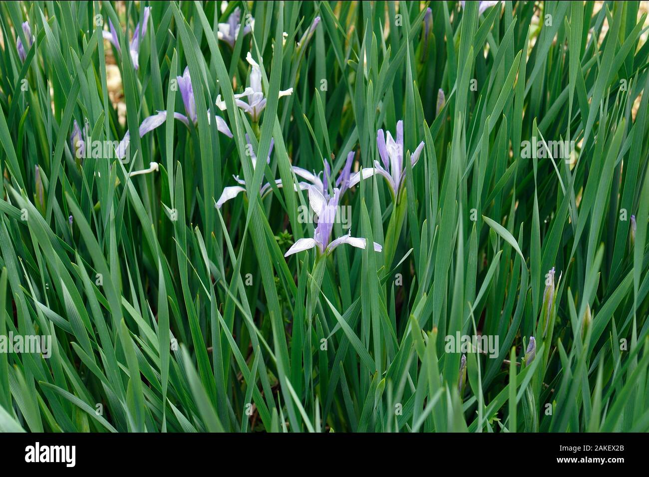 Milky Iris (Iris lactea). Called White flowered iris also. Stock Photo