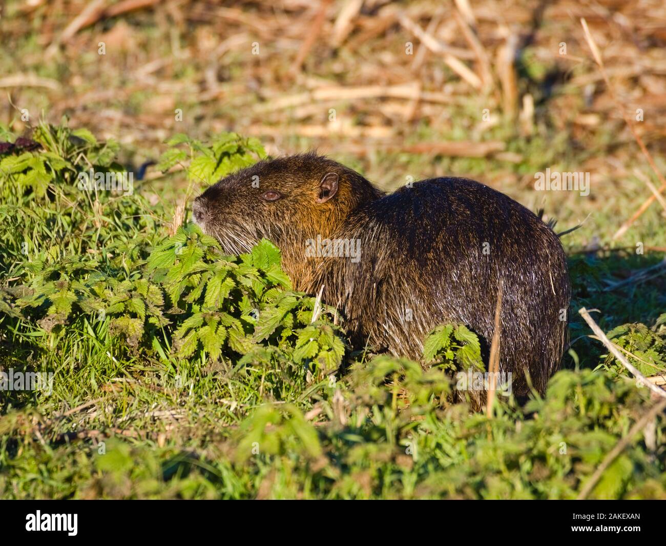 Coypu or Nutria (Myocastor coypus):  a large, herbivorous, semiaquatic rodent with brown fur  feeding near a river in the Italian plain. Its destructi Stock Photo