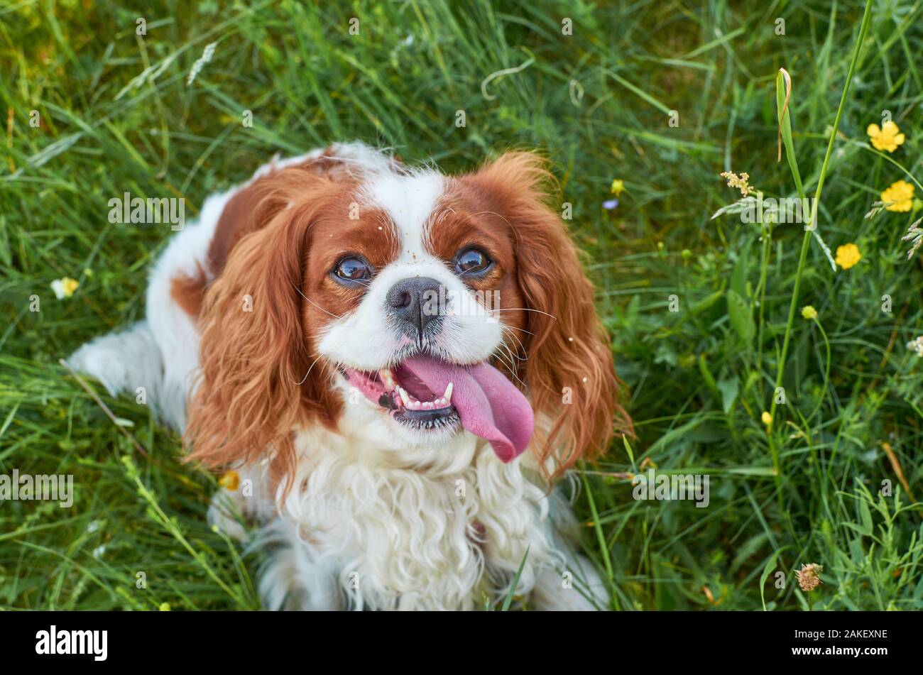Charming Cavalier King Charles spaniel lying on a green grass Stock Photo
