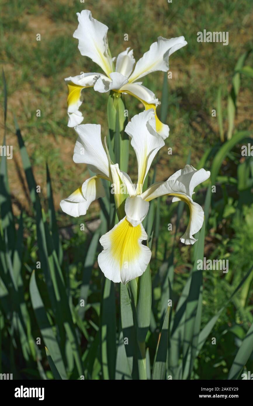 Turkish Iris (Iris orientalis). Called Yellowband iris also. Stock Photo