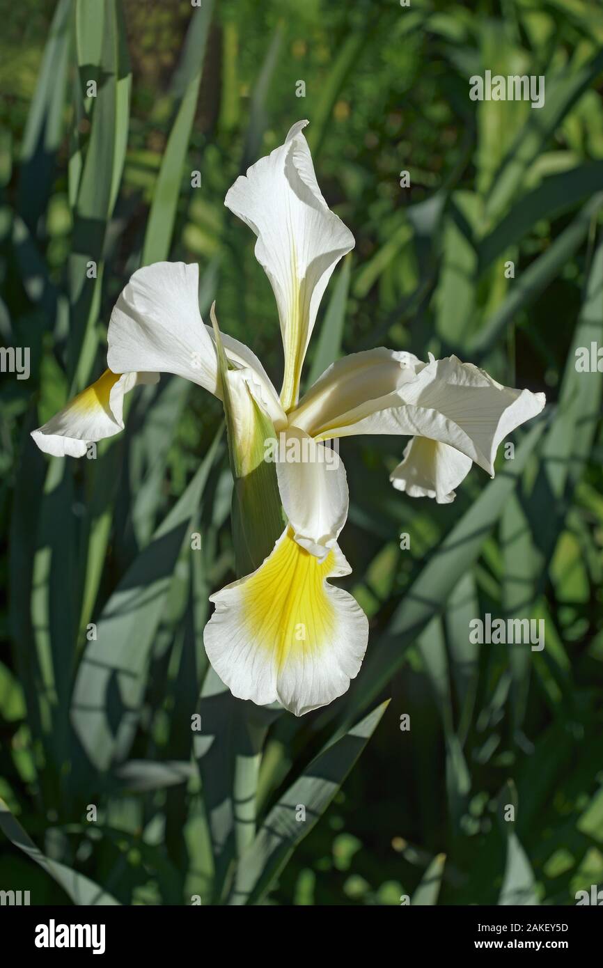 Turkish Iris (Iris orientalis). Called Yellowband iris also. Stock Photo
