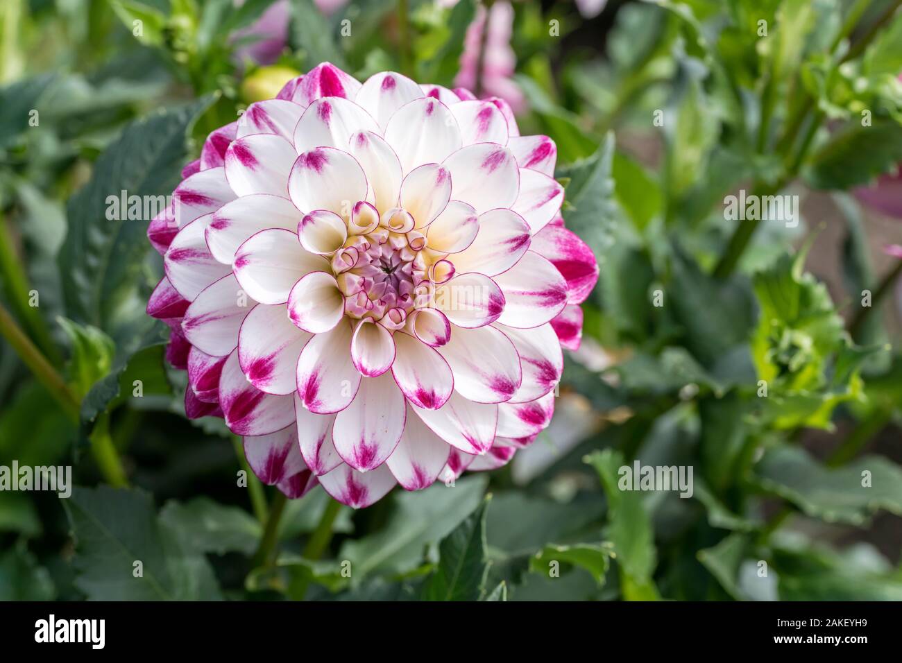 close up of white and violet dahlia blossomig flower, shot in summer light at urban park at Stuttgart, Germany Stock Photo