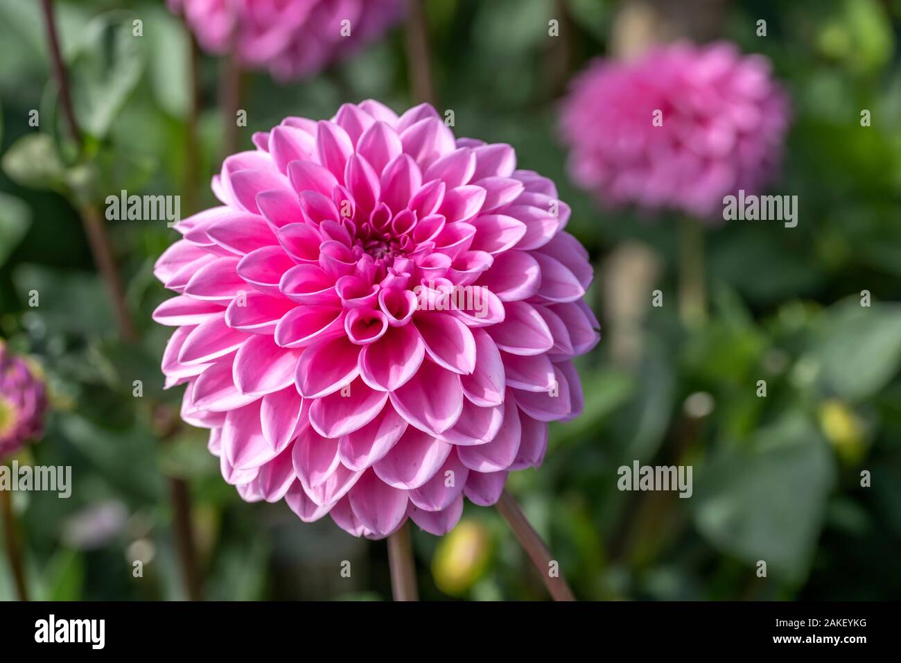 close up of 'Sweet Love' pink decorative dahlia blossomig flower, shot in summer light at urban park at Stuttgart, Germany Stock Photo