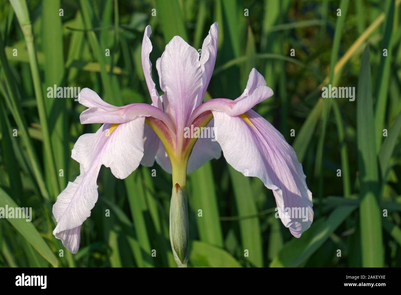 Rose Queen Iris (Iris ensata ‘Rose Queen’ Stock Photo Alamy