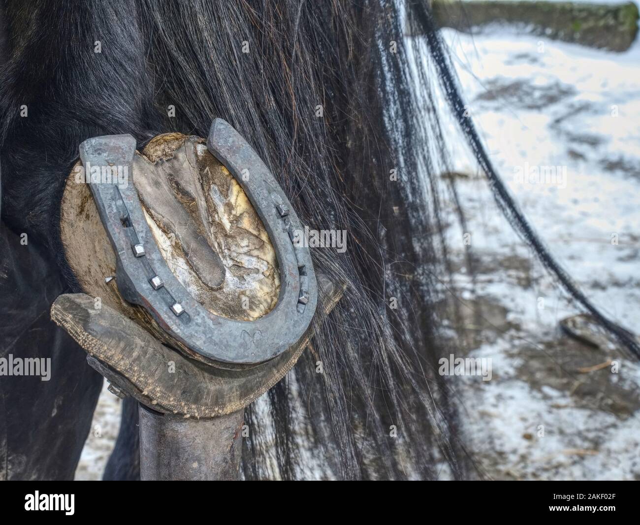 Farrier use nail and hammer on new horsesshoe on horse hoof
