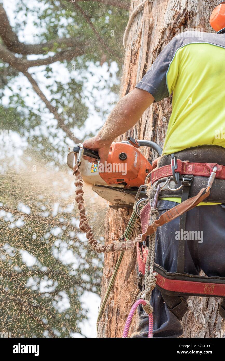 An arborist tree lopper with equipment around his waist, wearing high