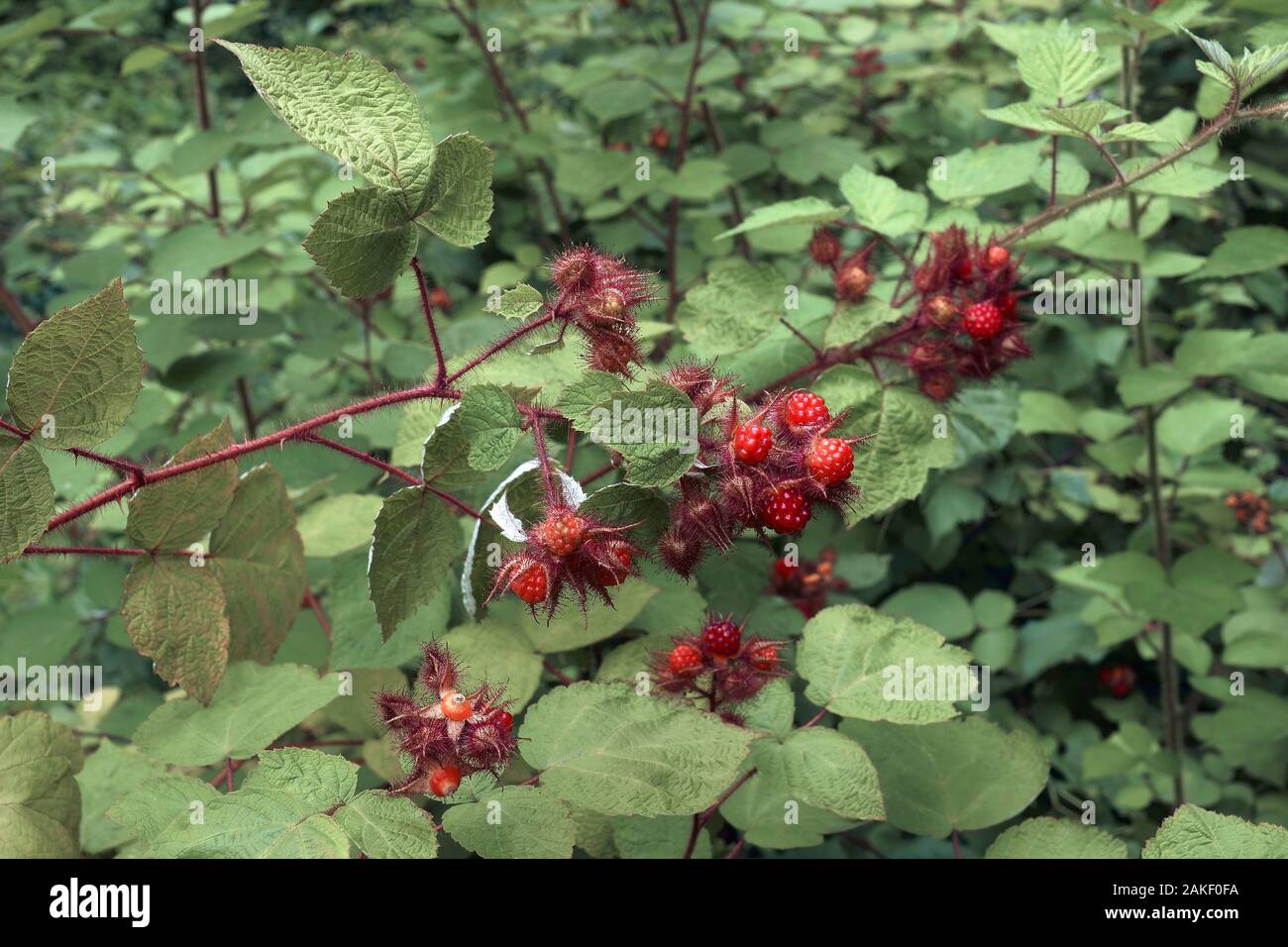 Wine Raspberry (Rubus phoenicolasius). Called Wineberry and Japanese Wineberry also. Stock Photo