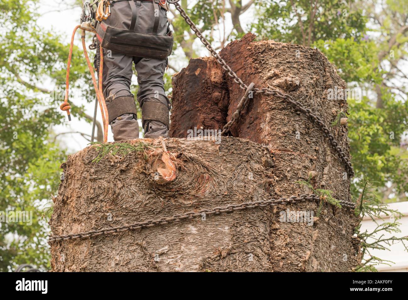 Lower half rear body shot of an arborist tree lopper with equipment around his waist wearing PPE, standing on a tree stump in Sydney Australia Stock Photo