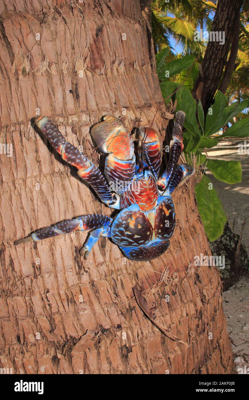 Giant hermit crab in the coconut tree Stock Photo