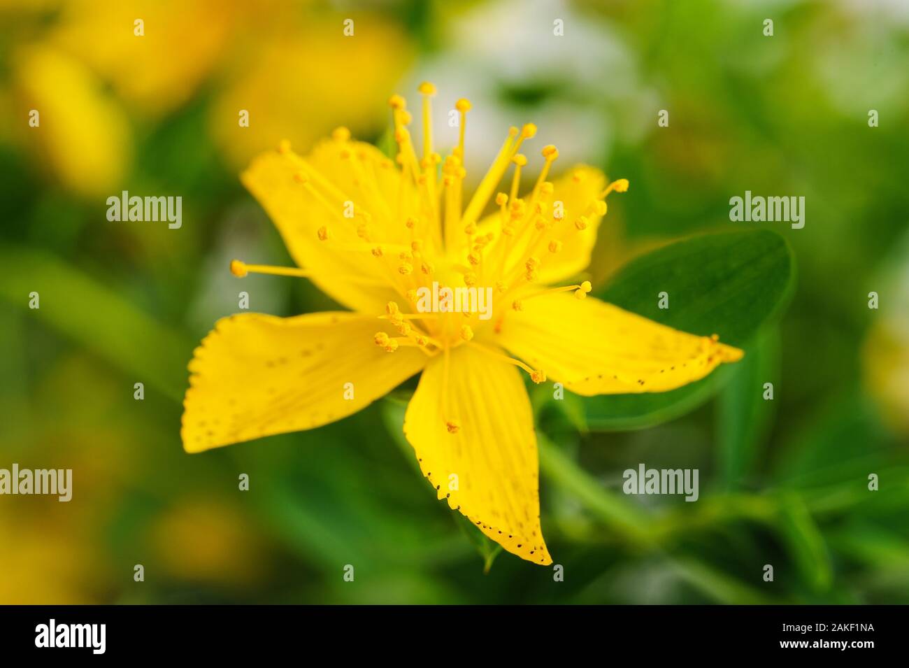 st. john's wort (Hypericum) flowers on blurred background Stock Photo