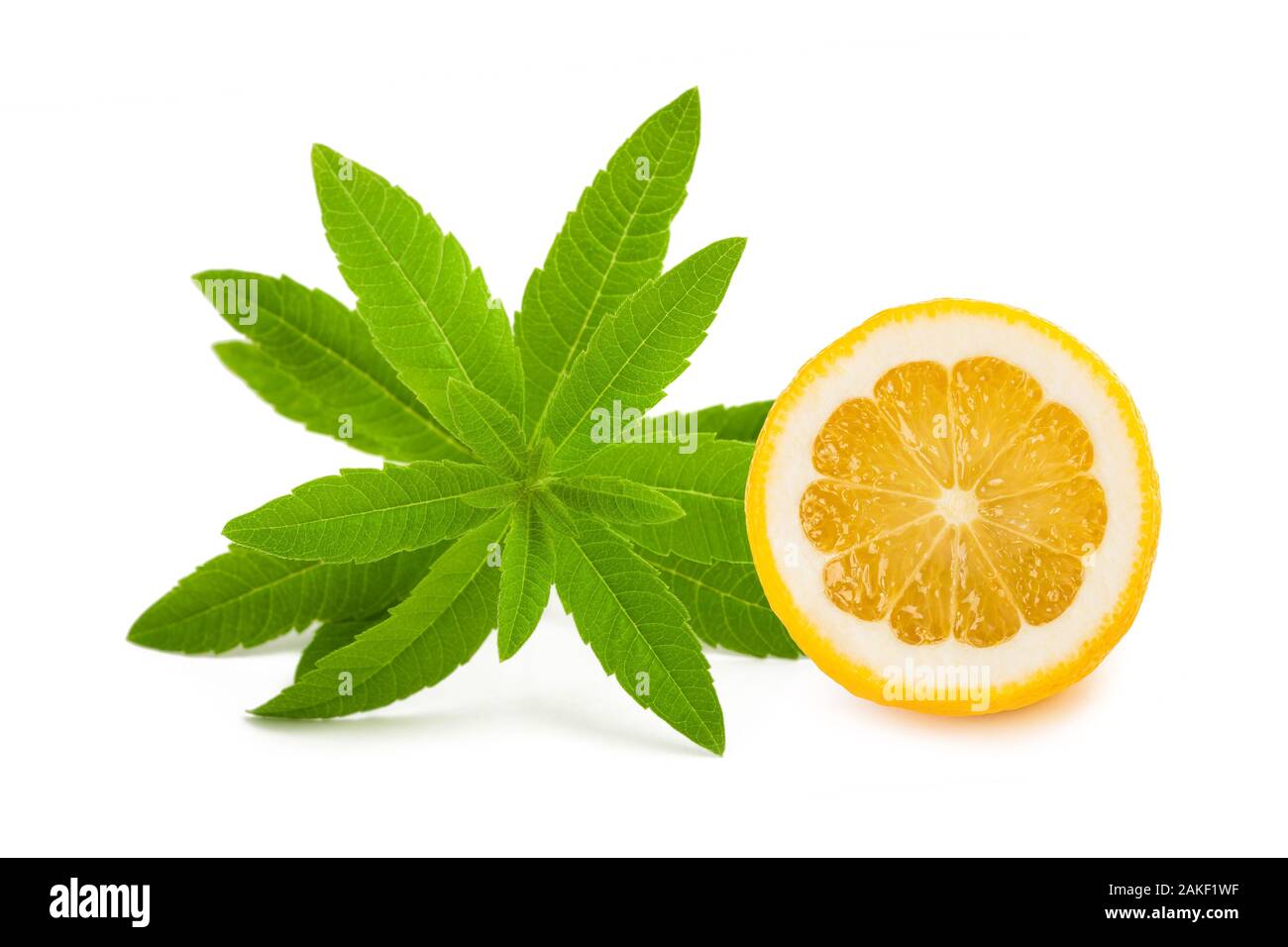 Louisa herb (beebrush)with lemon  isolated on white background Stock Photo