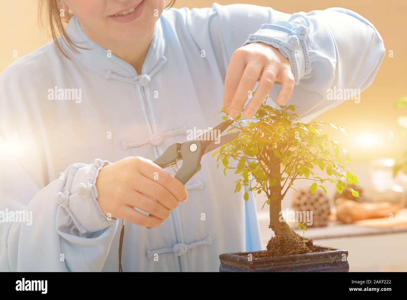 Growing little bonsai tree with special pruning scissors Stock Photo