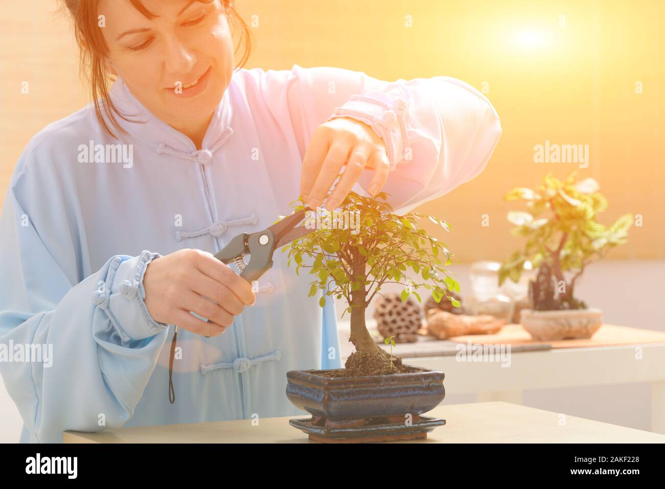 Growing little bonsai tree with special pruning scissors Stock Photo