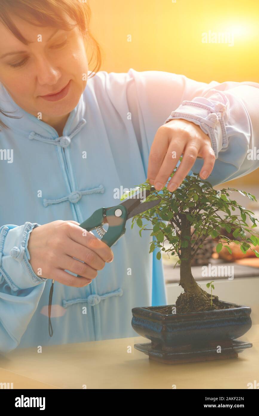Growing little bonsai tree with special pruning scissors Stock Photo
