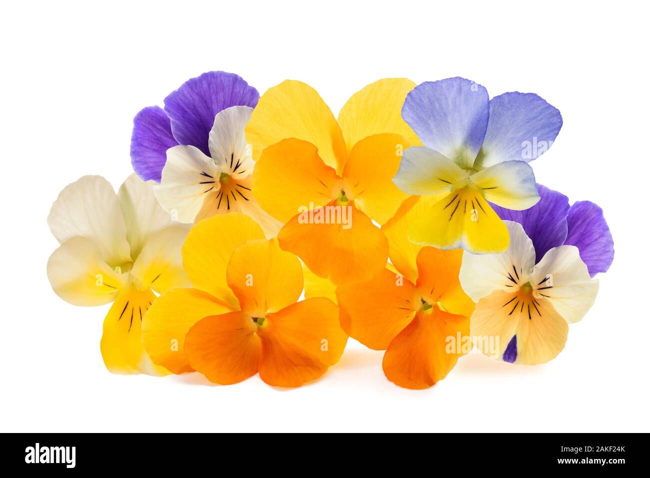 Pansy flowers pile isolated on white background Stock Photo
