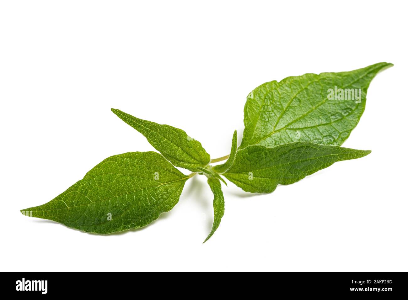 Pellitory (Parietaria officinalis) sprig isolated on white background Stock Photo