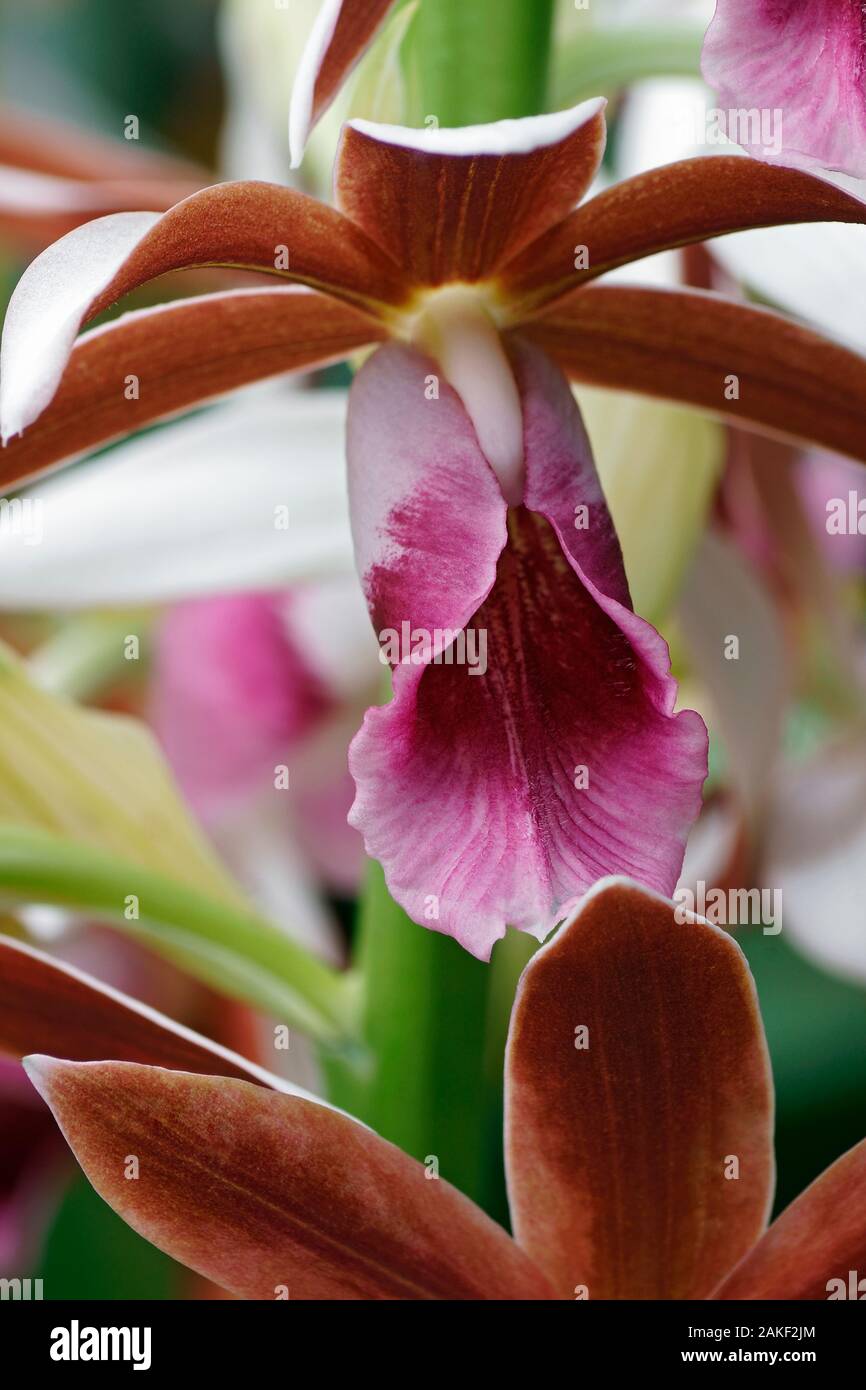 Greater Swamp-orchid (Phaius tankervilleae). Called Swamp Lily, Swamp orchid, Nun’s-hood orchid, Veiled orchid, Lady Tankerville’s swamp orchid also. Stock Photo