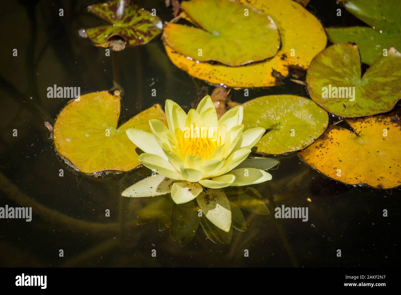 Lotus flower white water lily of many petals Stock Photo - Alamy