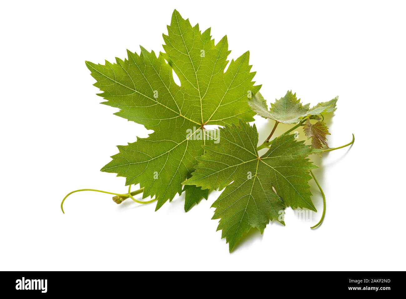 Vine shoot isolated on white background Stock Photo