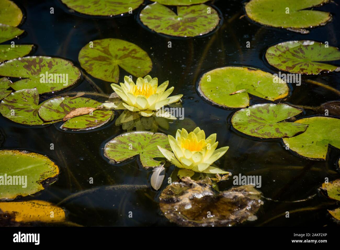 Lotus flower white water lily of many petals Stock Photo Alamy