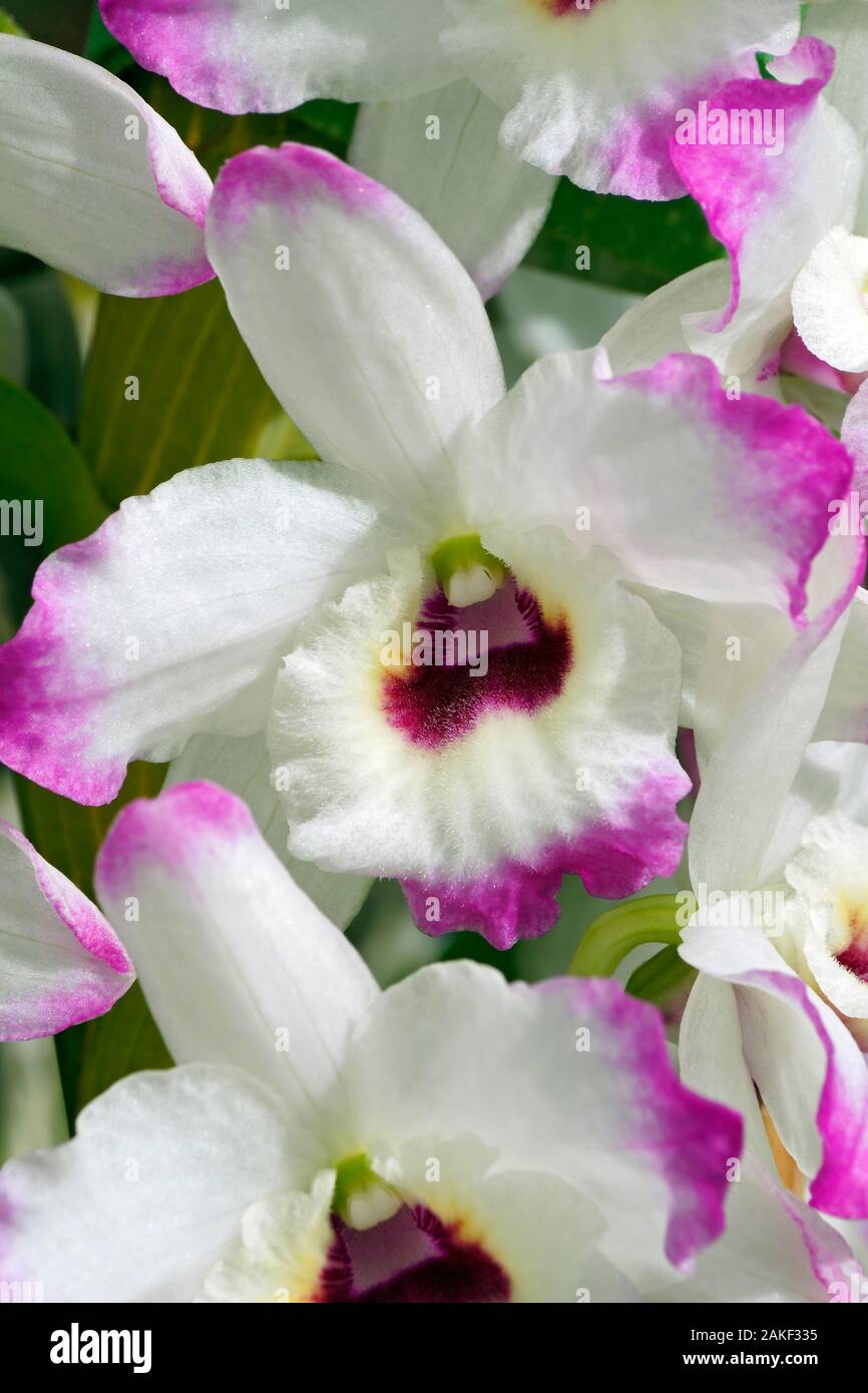 Dendrobium (Dendrobium 'Love Memory Fizz') Stock Photo