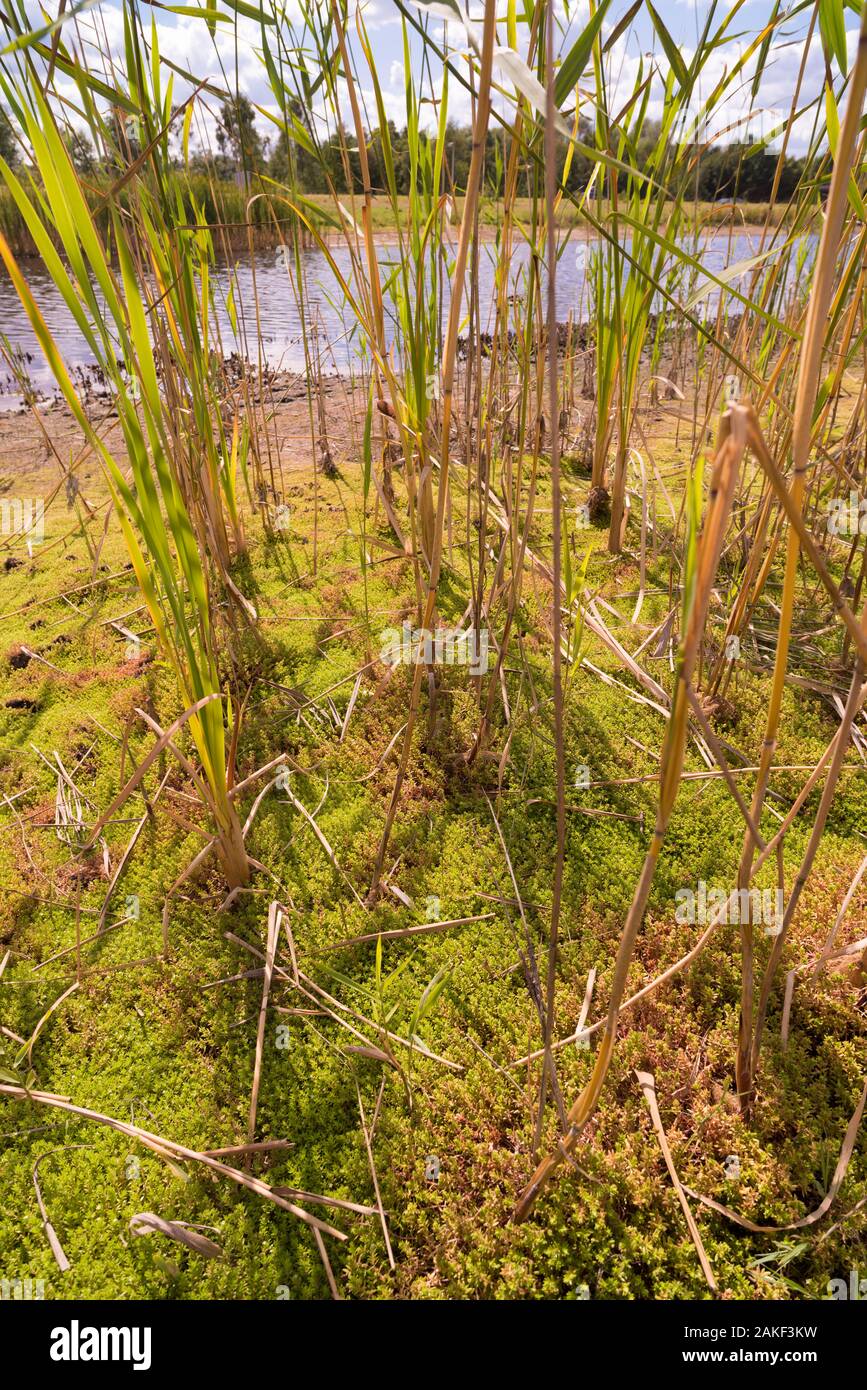 reed plants in a small piece of marsh land Stock Photo
