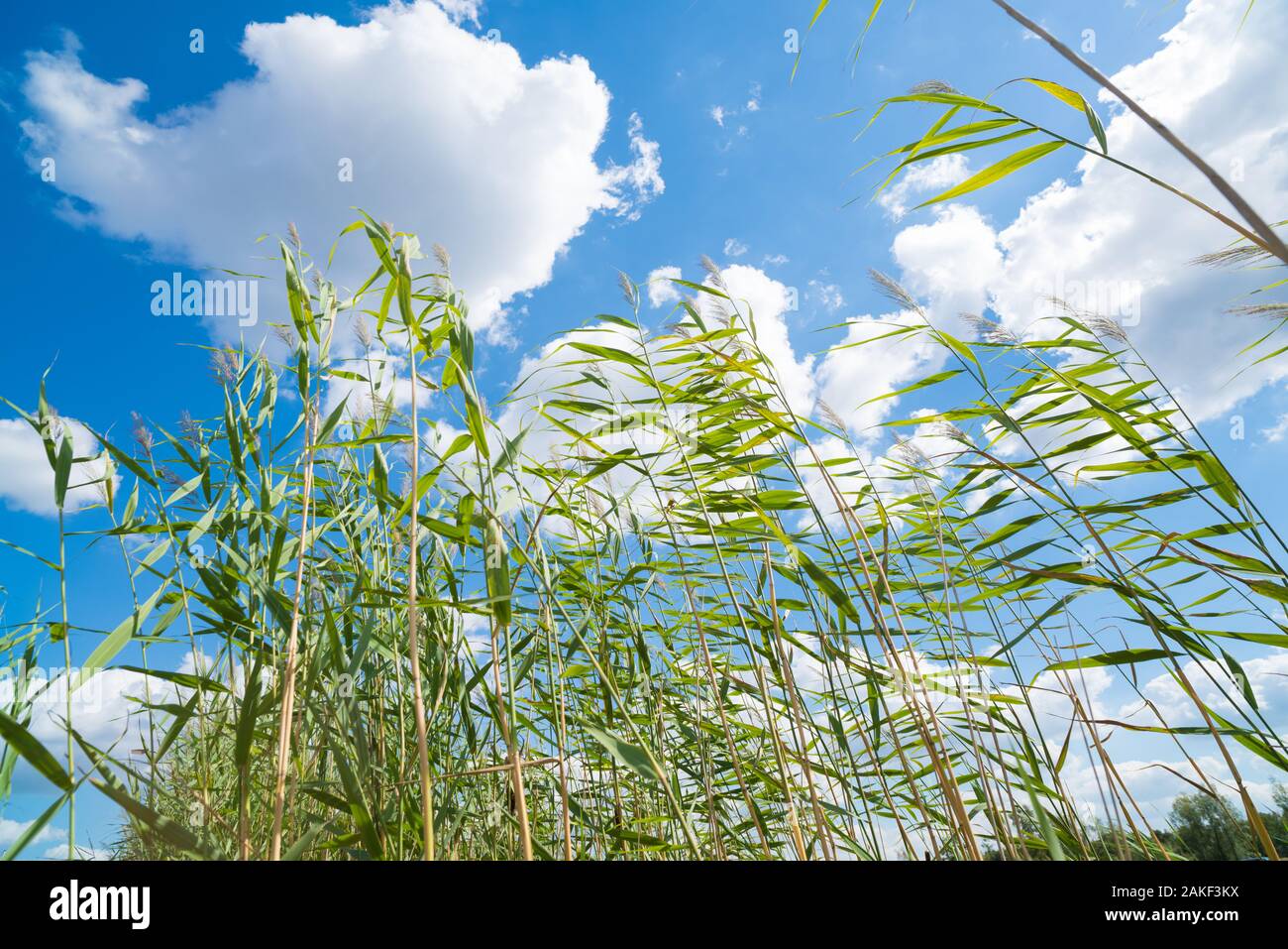 tall reed plants blowing in the wind against a nice cloudy sky Stock
