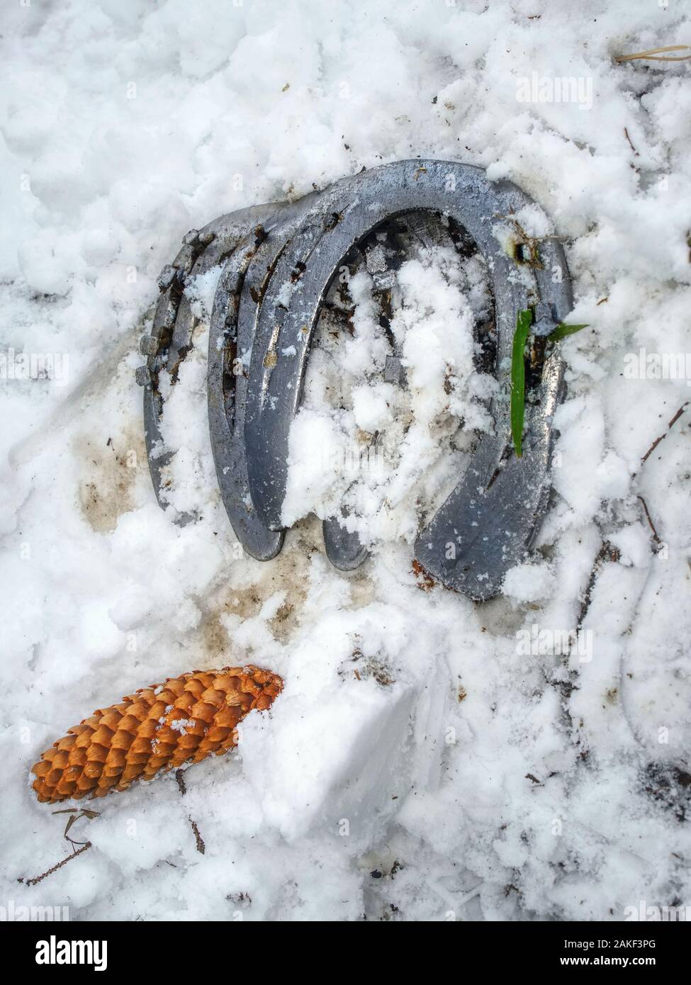 Old wornout rusted horseshoe lying on snow. Winter changing of horse