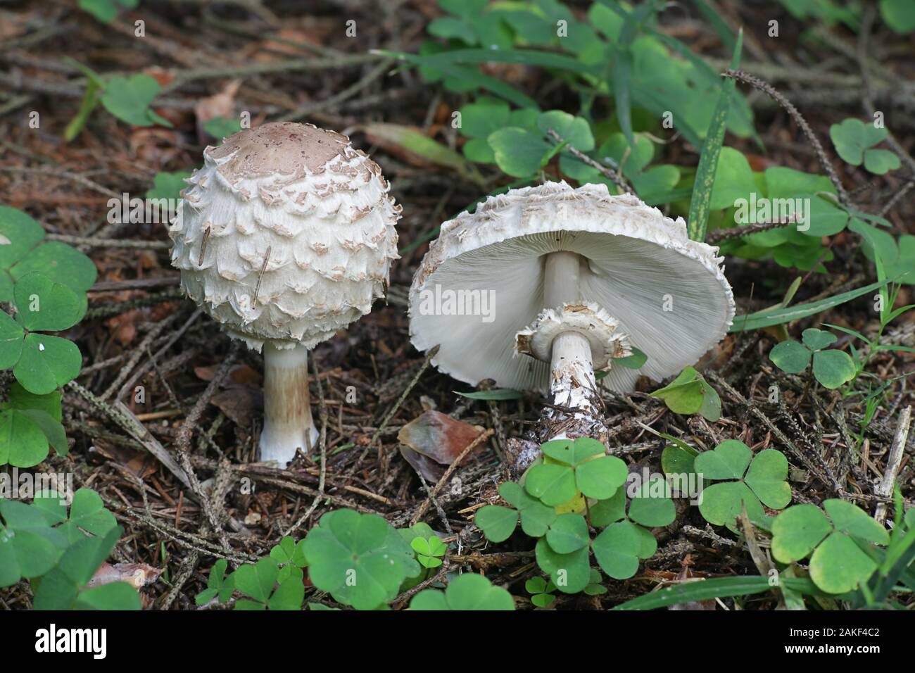 Chlorophyllum olivieri, known as Olive Shaggy Parasol, mushrooms from Finland Stock Photo