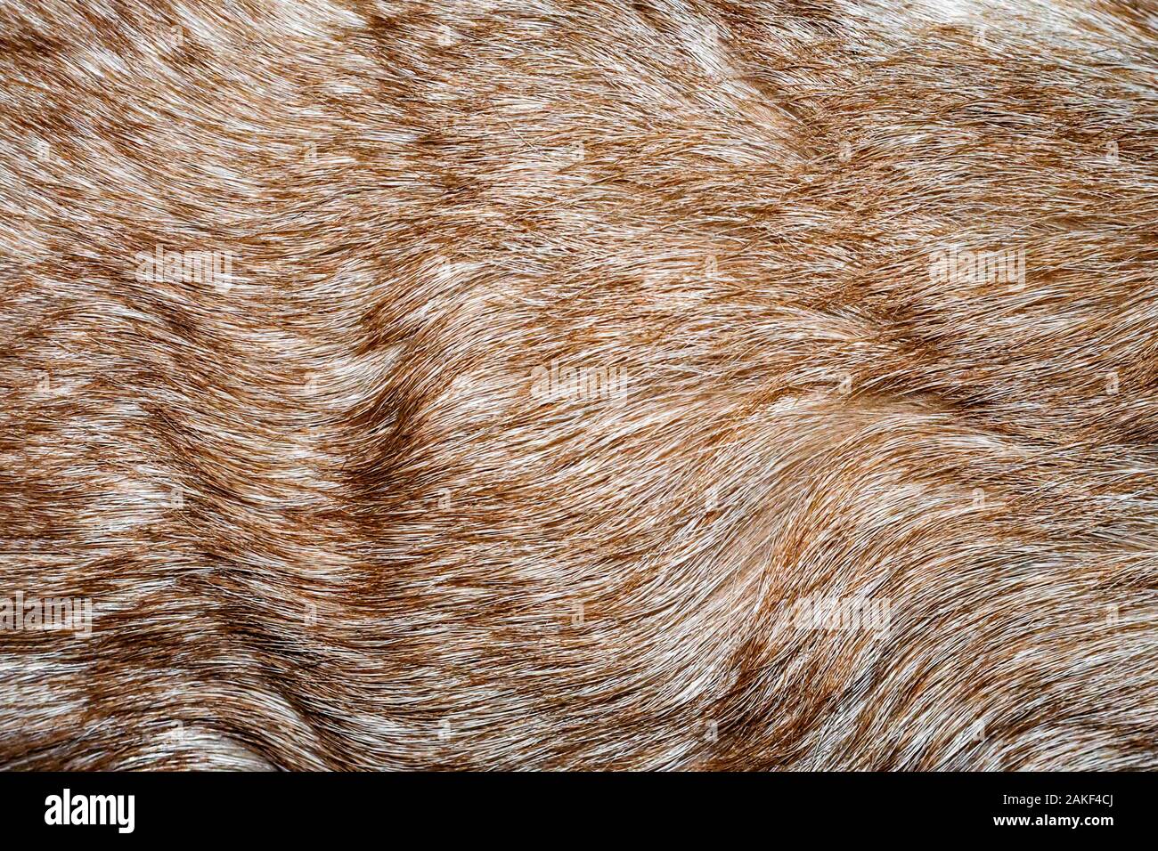 Dog fur closeup texture background Stock Photo Alamy