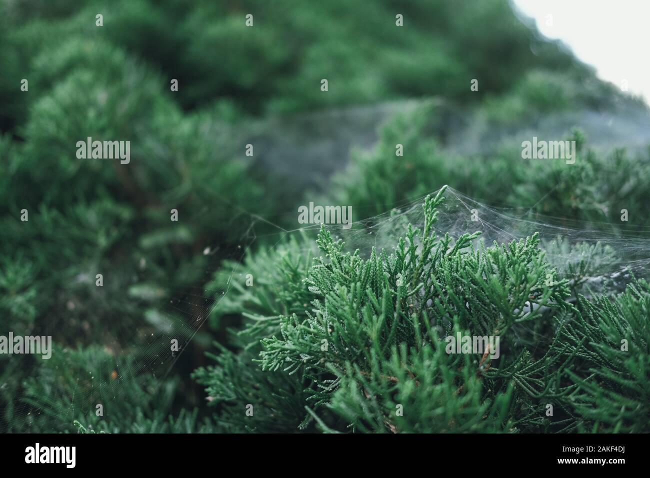 spider web covering on green leaves of pine tree Stock Photo - Alamy