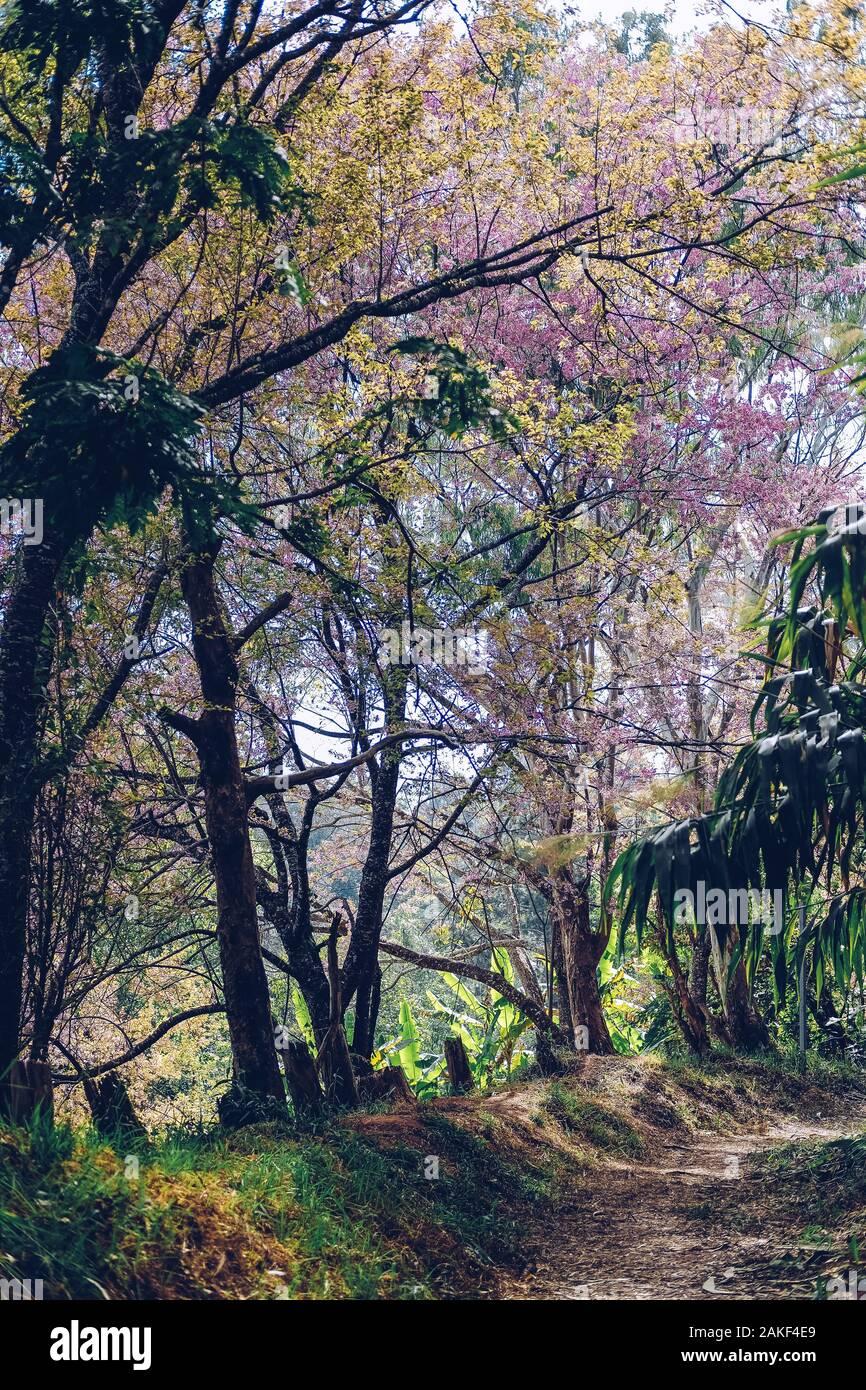 trail path pathway walkway in tropical forest Stock Photo - Alamy