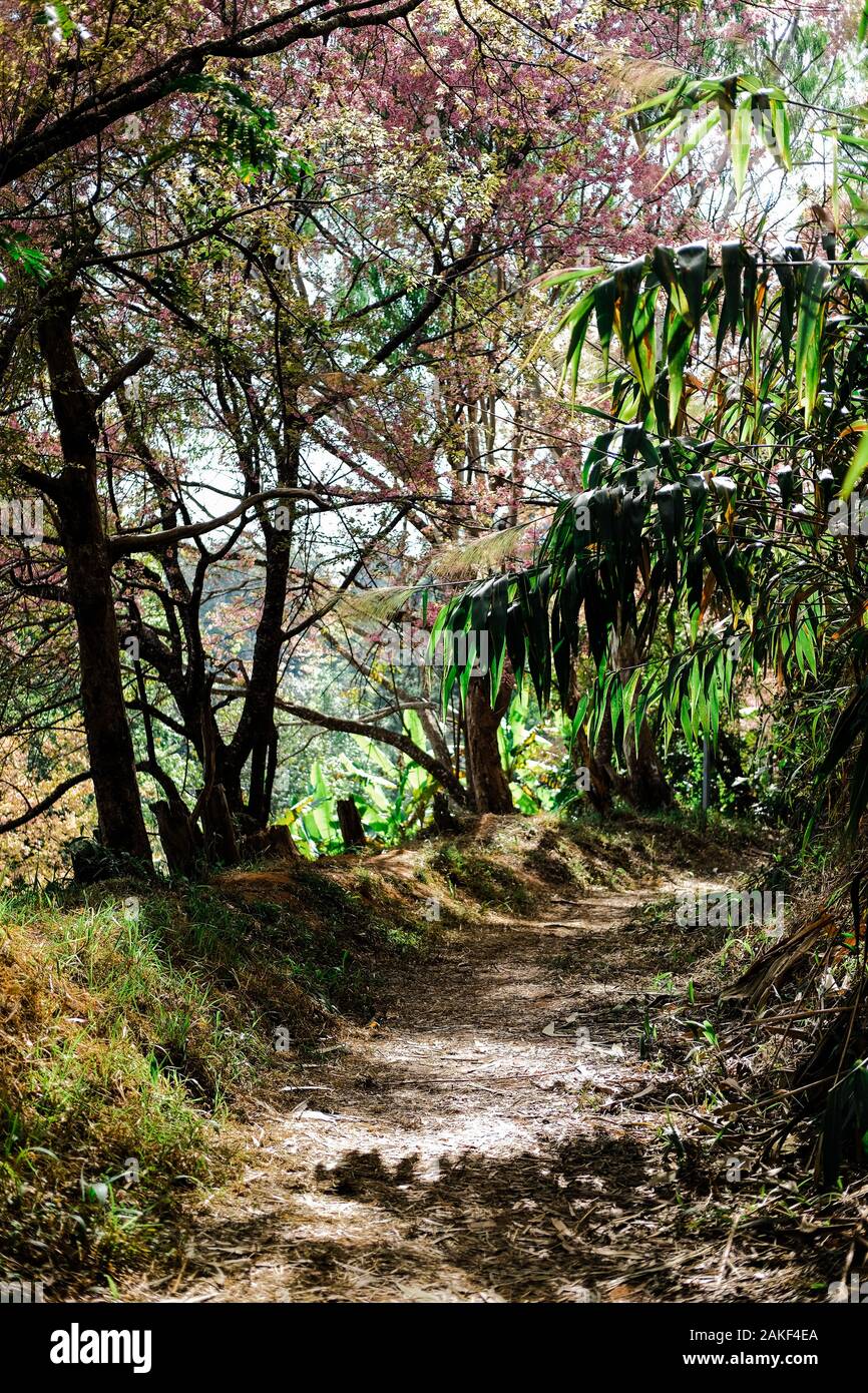 trail path pathway walkway in tropical forest Stock Photo - Alamy